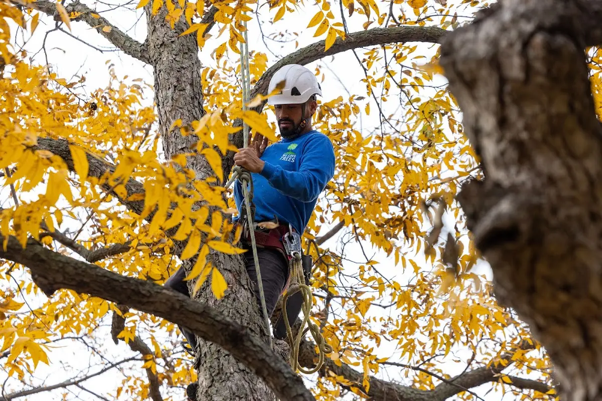 Skilled Storm Damage Cleanup crew working in Louisville